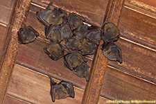 fruit bats